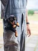 Puppy in dungarees pocket