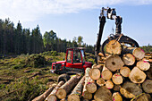 Stacking logs at forest edge