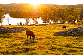 Cows grazing in pasture at sunset