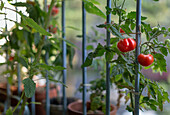 Tomato plants on balcony