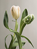 Close up of french tulips