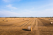 View of wheat field