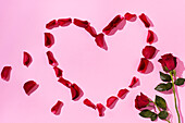 Rote Rosen und Blütenblätter auf rosa Hintergrund