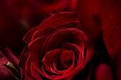 Close-up of red roses