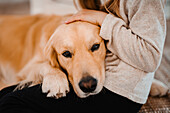 Girl's hand stroking dog