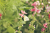 Schmetterling auf einer Wildblume