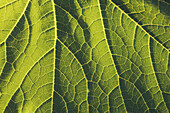 Close-up of green leaf