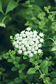 Nahaufnahme einer weißen Wildblume