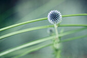 View of globe thistle