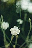 Blick auf weiße Wildblumen