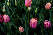 Nahaufnahme von rosa Tulpen