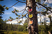 Hiking trail signs on tree trunk