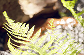 Close-up of fern leaves