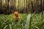 Hund rennt durch Gras