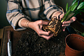 Frau pflanzt Topfpflanzen zu Hause