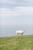 Cow grazing on meadow