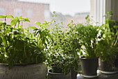 Herbs in pots on window sill