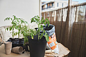 Tomato seedling in pot
