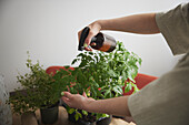 Woman spraying tomato seedlings