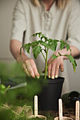 Frau pflanzt Tomatenpflanzen