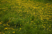 Dandelions flowering on meadow