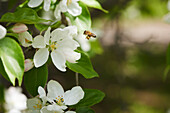 Biene über Baumblüten