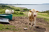 Cows standing next to water trough