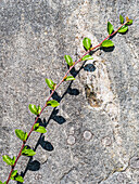 Branch with green leaves against rock