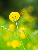 Close-up of buttercup flower