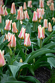 Tulipa Quebec