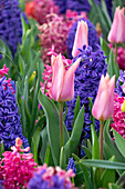 Tulpe (Tulipa) 'Neper' im Frühlingsbeet