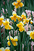 Hyazinthen (Hyacinthus) 'China Pink', Narzisse (Narcissus) 'Orangery'