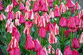 Tulpe (Tulipa) 'Spryng Tide', 'Spryng Break'