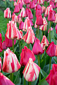 Tulipa Spryng Tide, Spryng Break