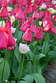 Tulpe (Tulipa) 'Spryng Tide', 'Shirley Double'