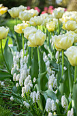 Tulpe (Tulipa) 'Avant Garde', Traubenhyazinthe (Muscari) 'White Magic'