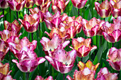 Tulpe (Tulipa) 'Colour Fusion'