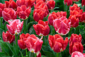 Tulpe (Tulipa) 'Calgary Red'