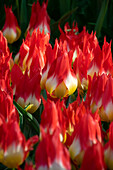 Tulpe (Tulipa) 'Flames Mystery'