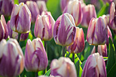 Tulpe (Tulipa) 'Happy Feet'