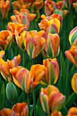 Tulpe (Tulipa) 'Orange Marmelade'