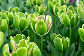 Tulpe (Tulipa) 'Green Power'