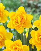 Narcissus Hart van Alkmaar