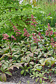 Fiederblättriges Schaublatt (Rodgersia pinnata) 'Superba'