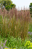 Garten-Reitgras (Calamagrostis x acutiflora) 'Karl Förster'