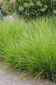 Herbst-Blaugras, auch Herbst-Kopfgras (Sesleria autumnalis)