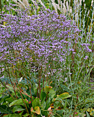 Breitblättrige Strandflieder (Limonium latifolium) ' Violetta'