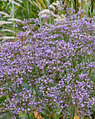 Breitblättrige Strandflieder (Limonium latifolium) ' Violetta'