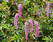 Koreanischer Wiesenknopf (Sanguisorba hakusanensis) 'Lilac Squirrel'