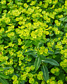 Wolfsmilch (Euphorbia)